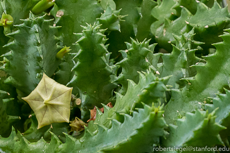 sf conservatory - life saver plant